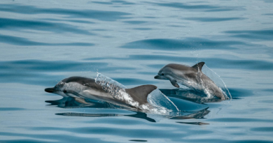 Delfiner, Spania. Bilde av Jonas Von Werne fra Pexels: