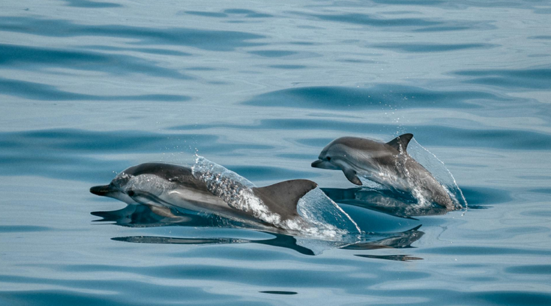Delfiner, Spania. Bilde av Jonas Von Werne fra Pexels: